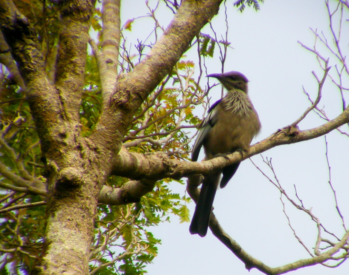 New Caledonian Friarbird - ML639044738