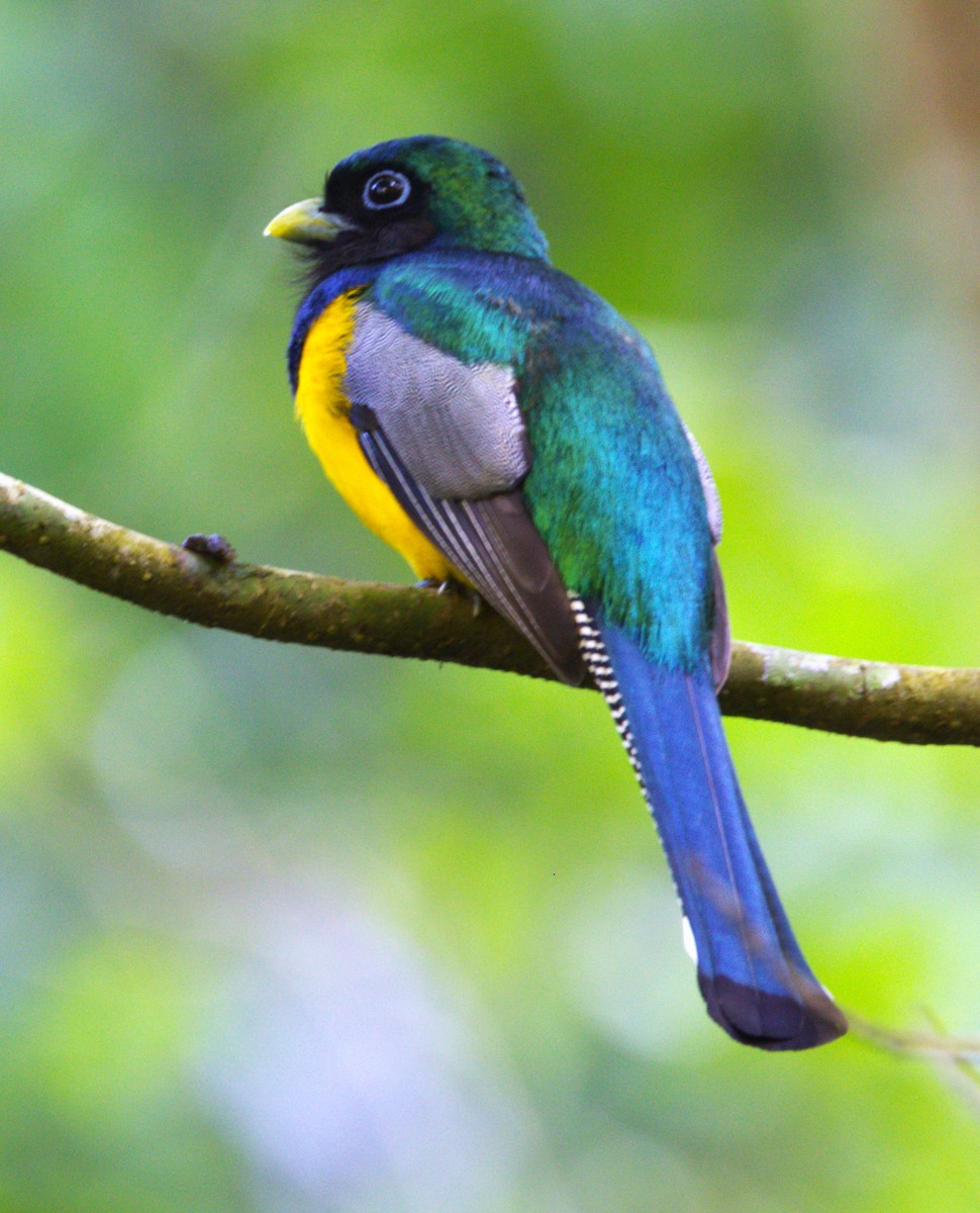 Northern Black-throated Trogon - ML639044745