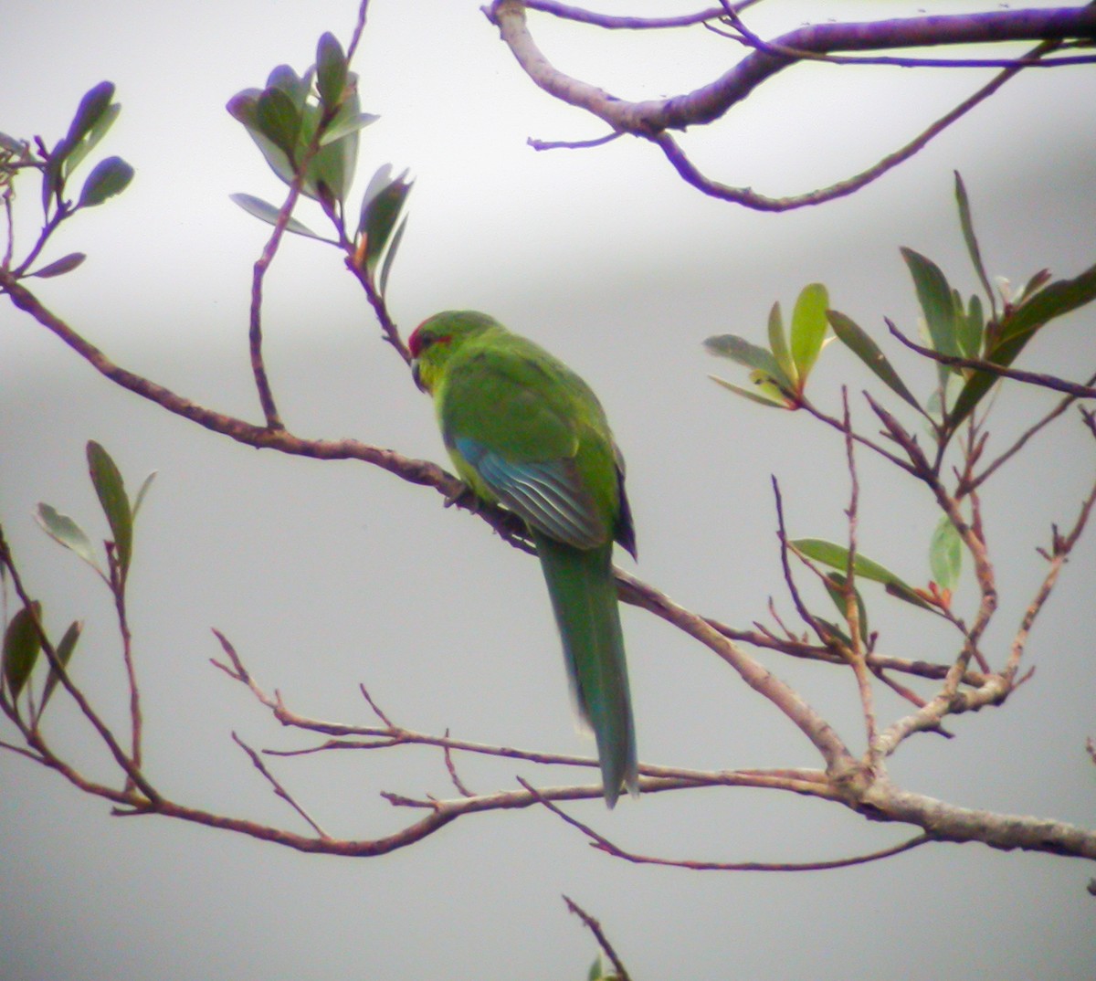 New Caledonian Parakeet - ML639044785
