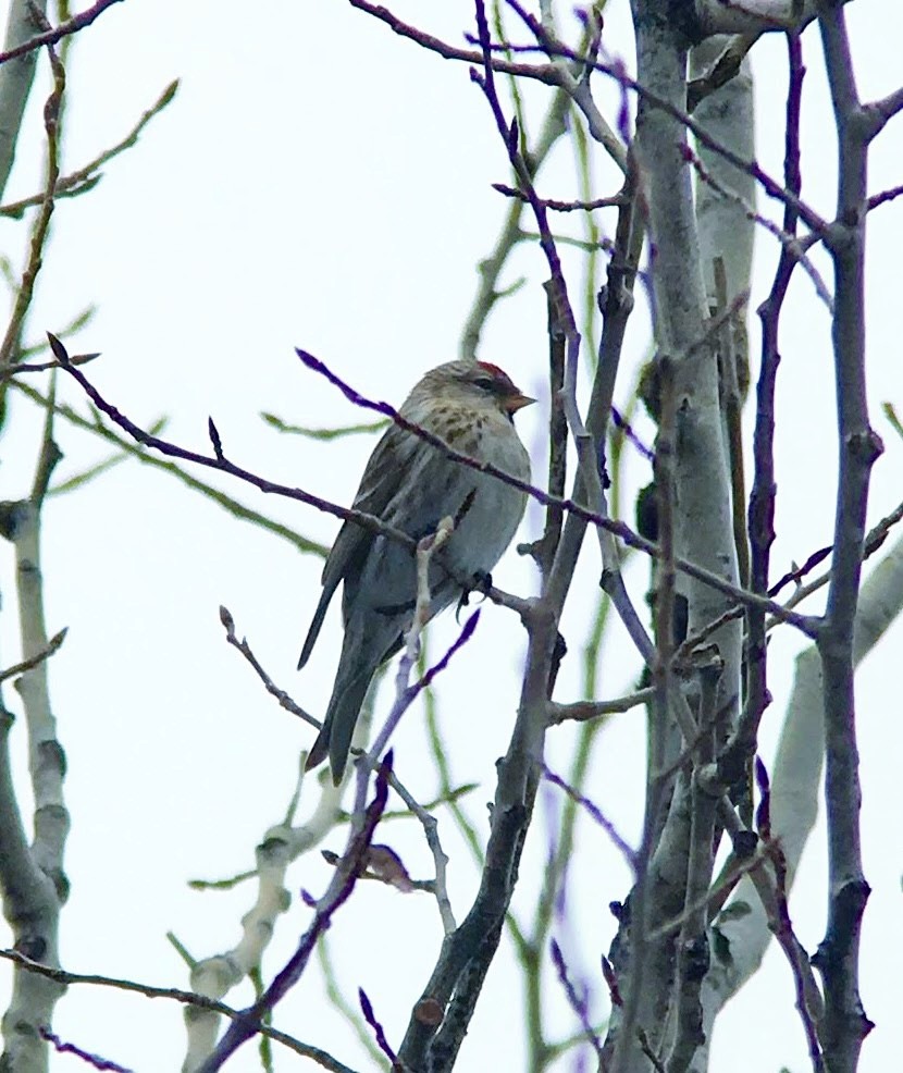Redpoll (Common) - ML639044839
