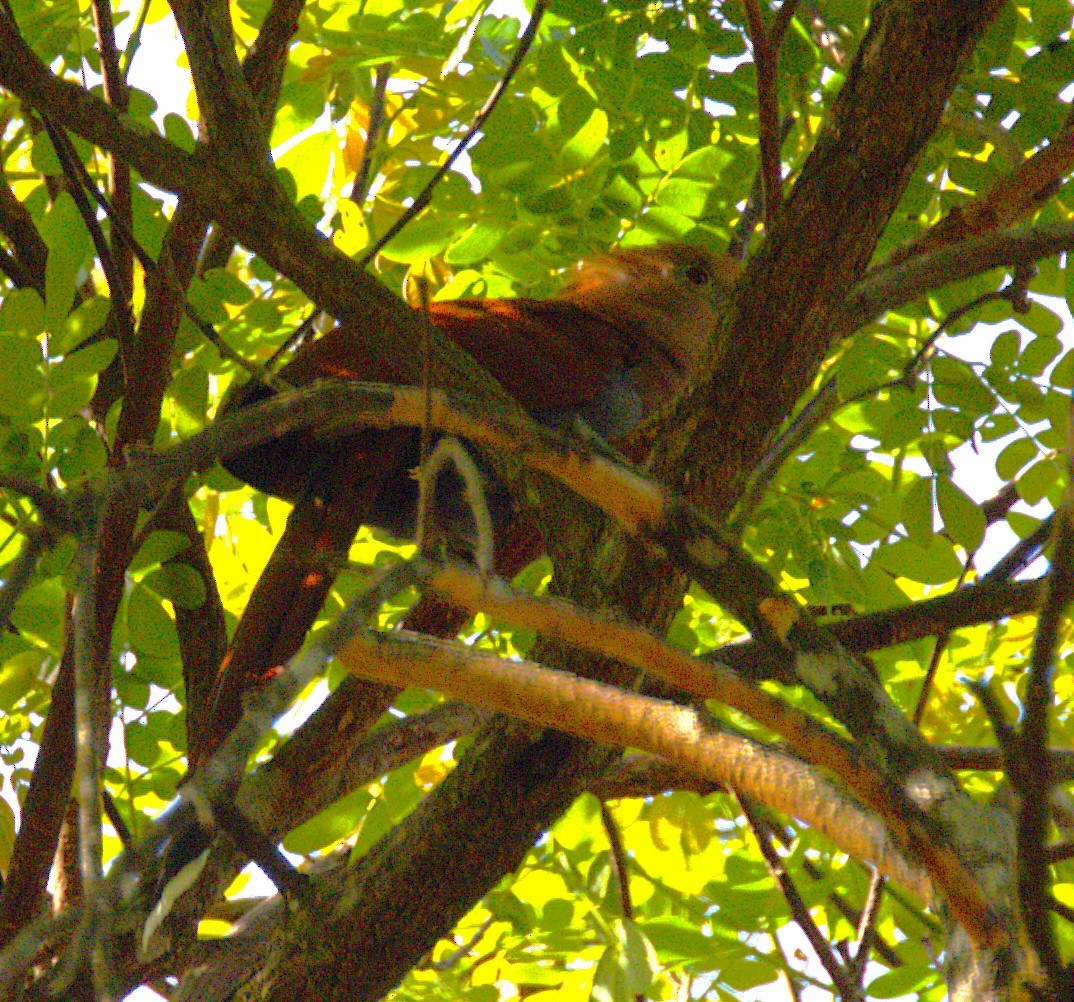 Squirrel Cuckoo - ML639044853