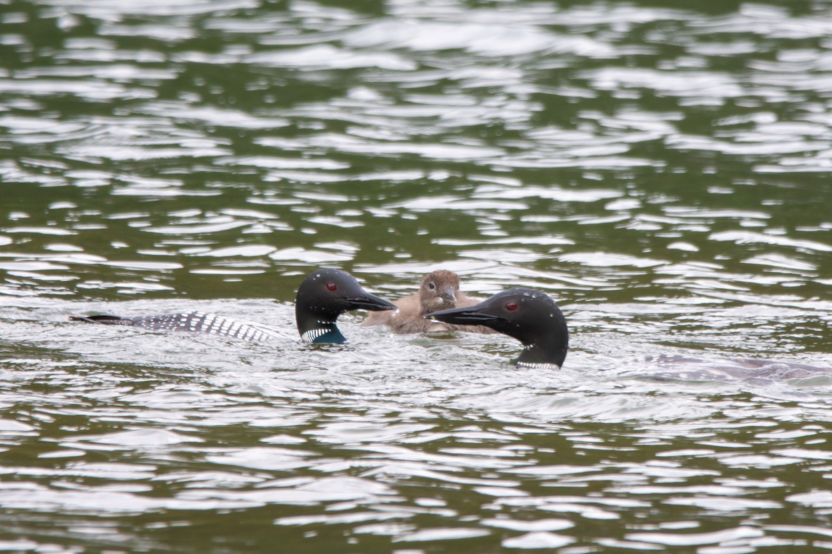 Common Loon - ML639044875