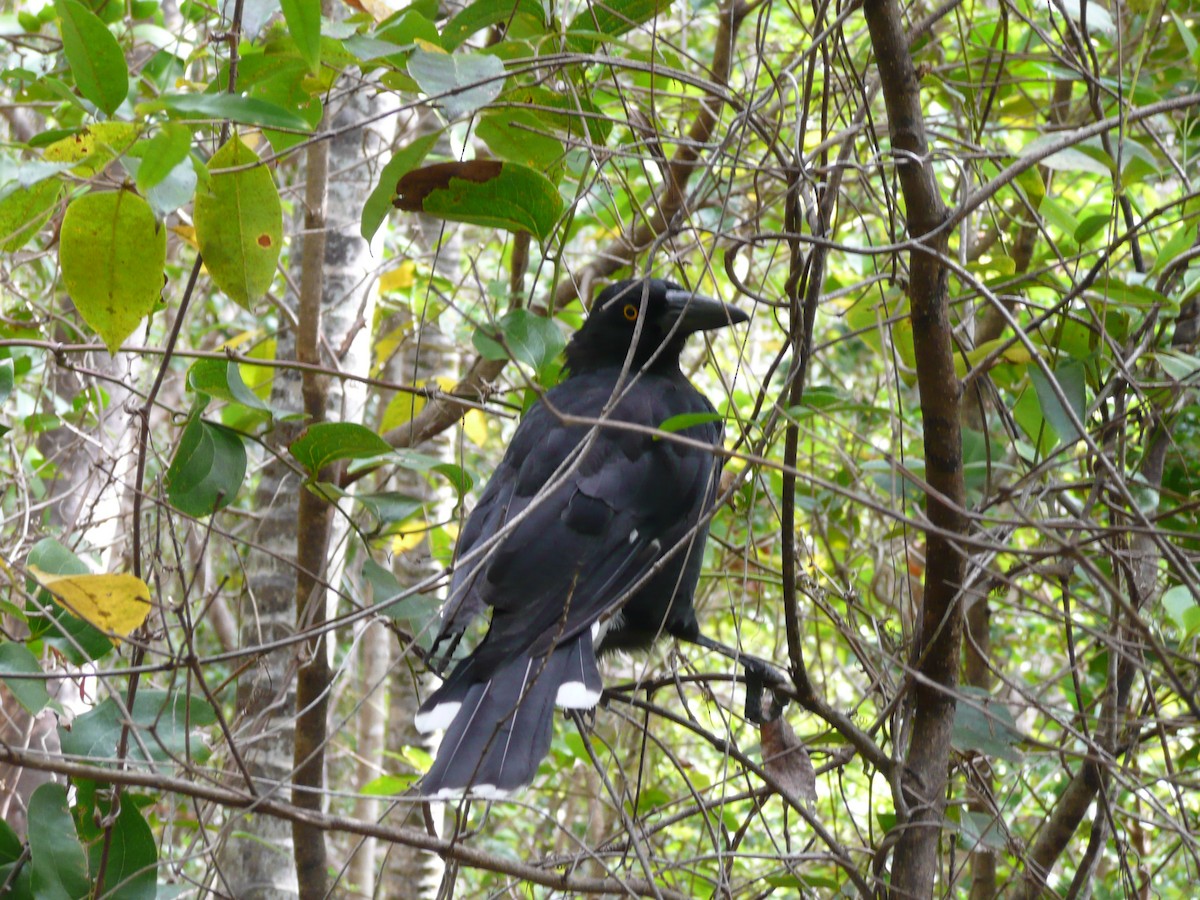 Pied Currawong - ML639044899