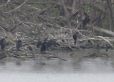 Neotropic Cormorant - ML639044900