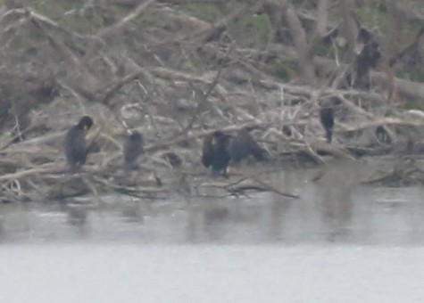 Neotropic Cormorant - ML639044901