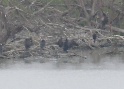 Neotropic Cormorant - ML639044902
