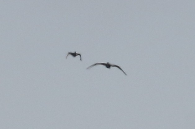 Neotropic Cormorant - ML639044909