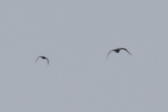 Neotropic Cormorant - ML639044910