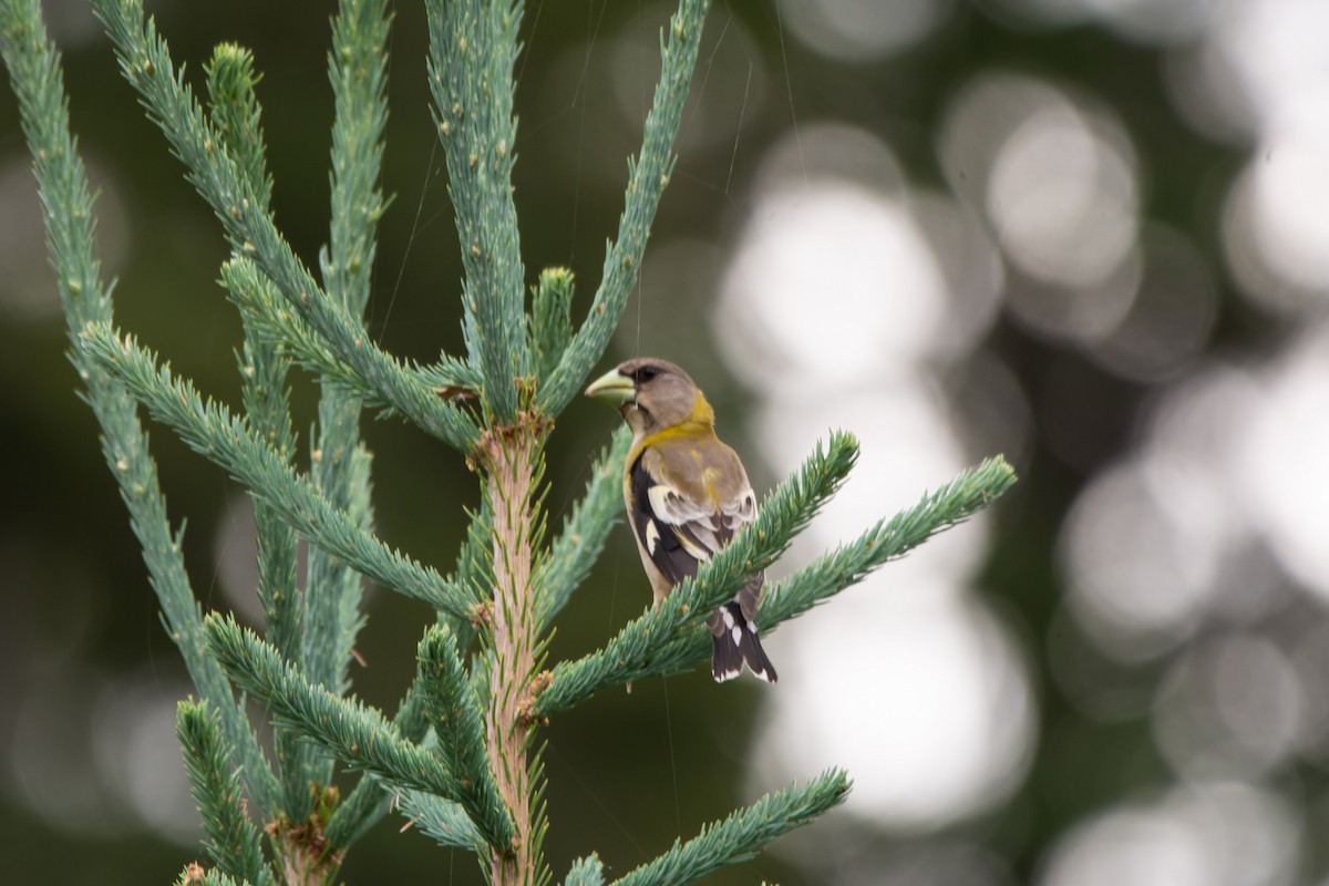 Evening Grosbeak - ML639044925