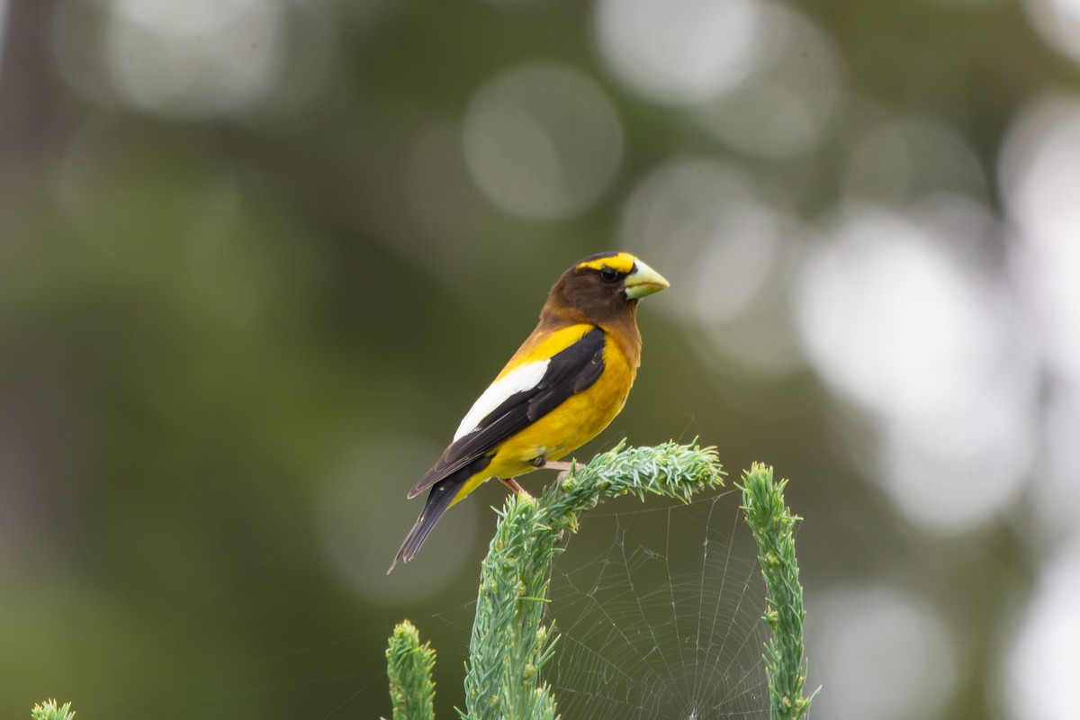 Evening Grosbeak - ML639044926