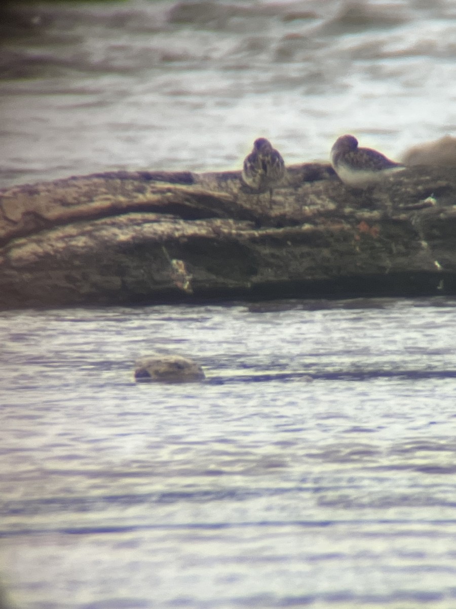 Least Sandpiper - ML639044936