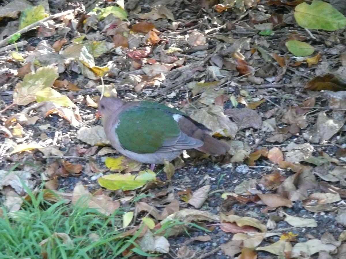 Pacific Emerald Dove - ML639045030