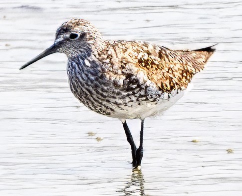 Lesser Yellowlegs - ML639045044