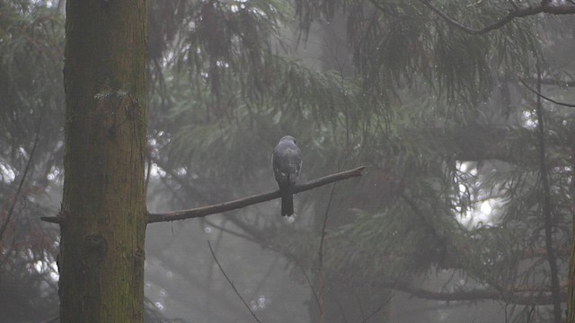 Chinese Sparrowhawk - ML639045048
