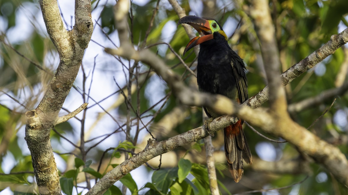 Guianan Toucanet - ML639045075