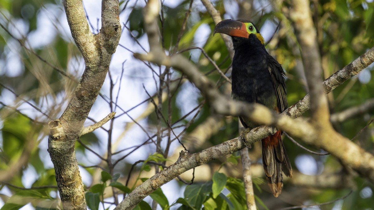 Guianan Toucanet - ML639045078