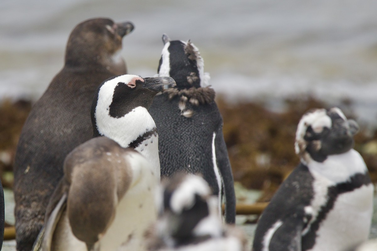 African Penguin - ML639045081