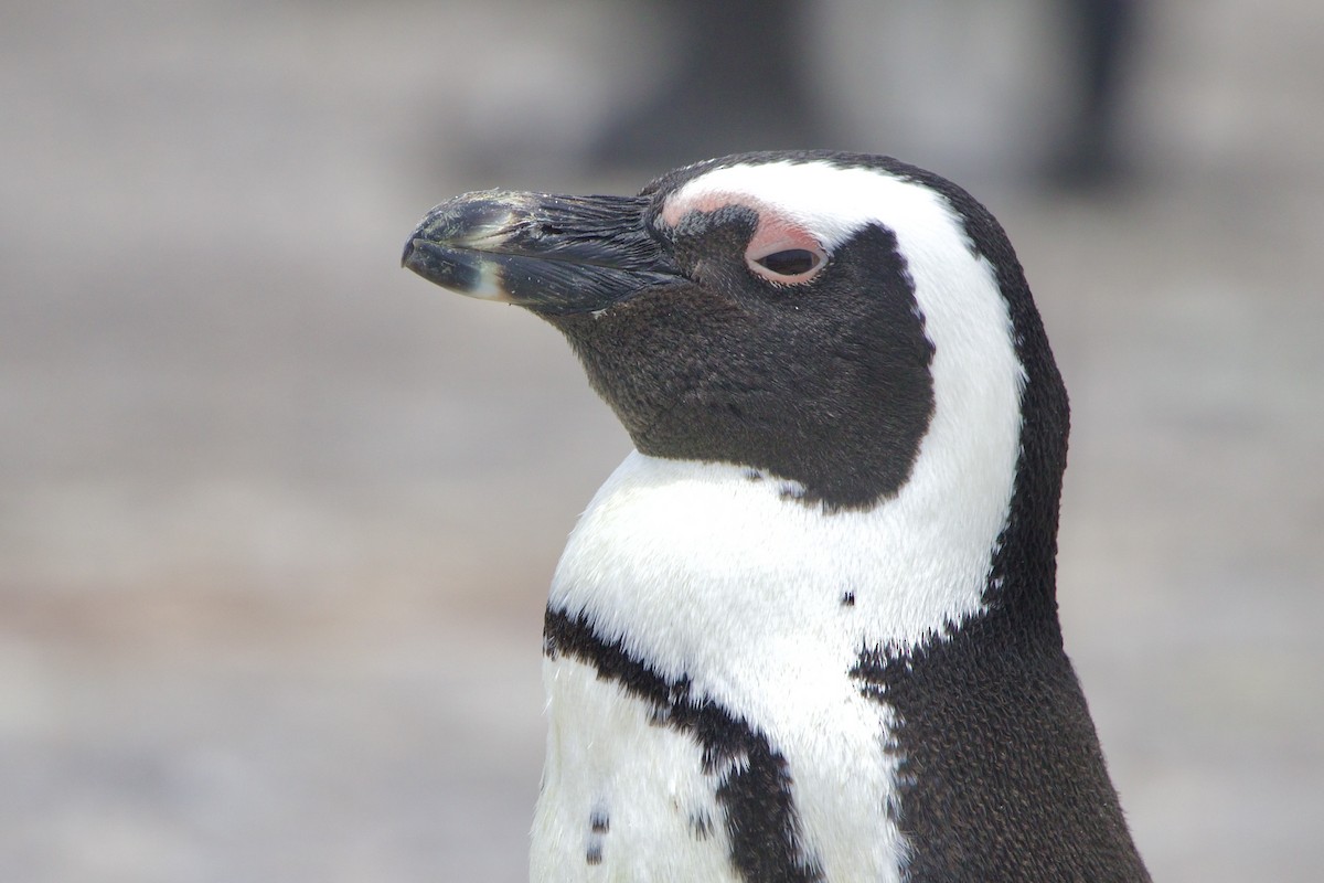African Penguin - ML639045082