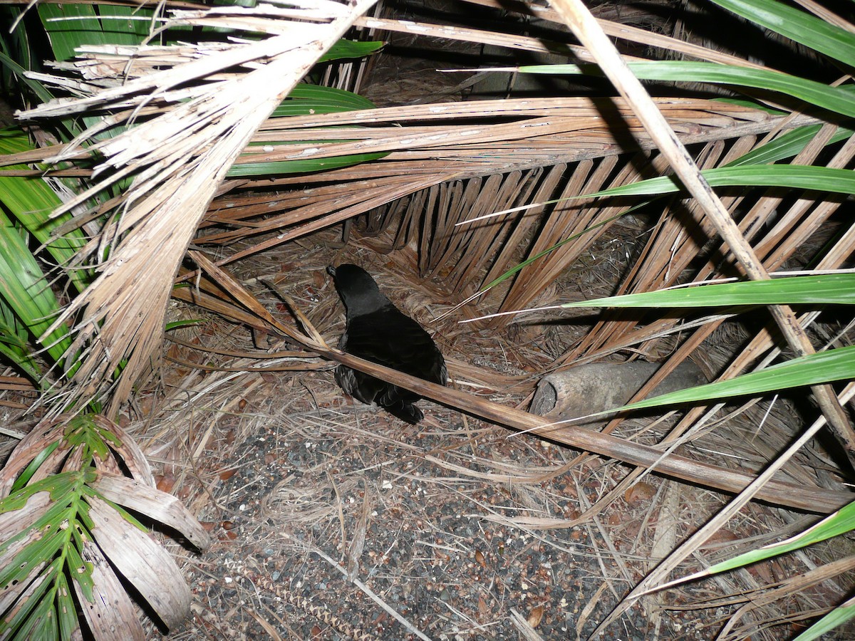 Flesh-footed Shearwater - ML639045096