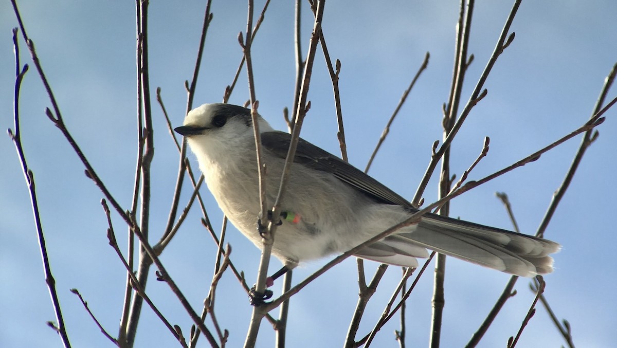 Canada Jay - ML639045205