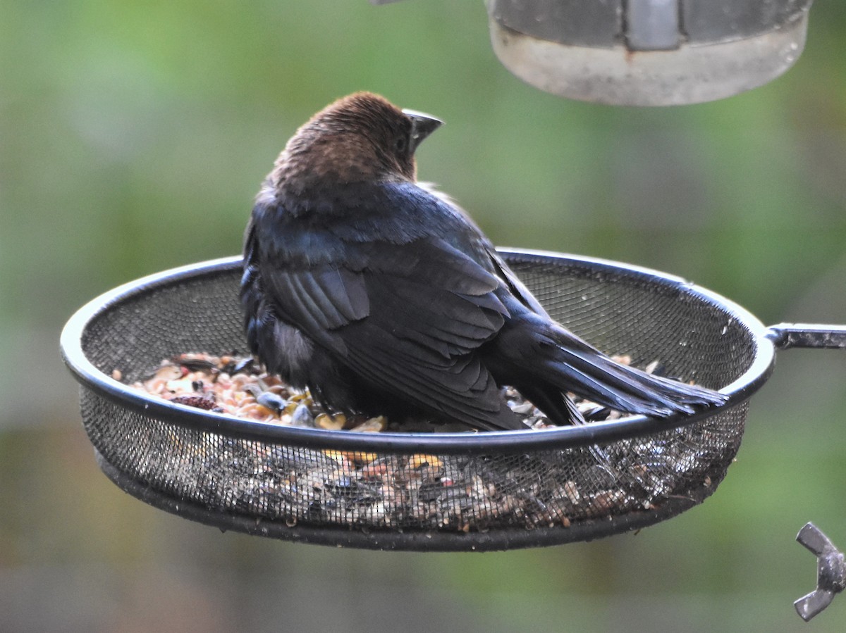 Brown-headed Cowbird - ML639045232