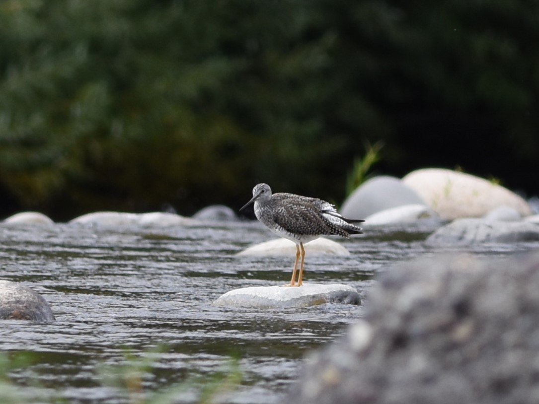 Greater Yellowlegs - ML639045248