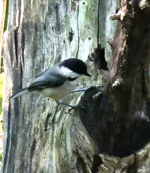 Carolina Chickadee - ML639045249