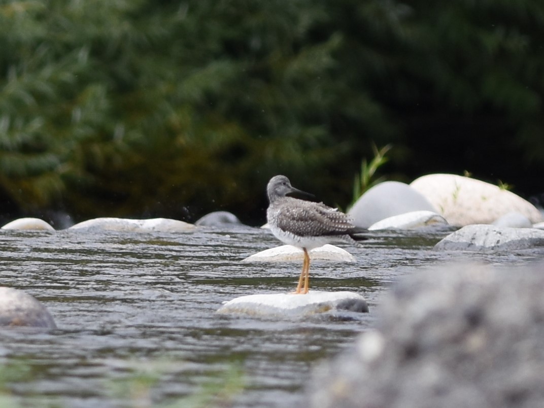 Greater Yellowlegs - ML639045266