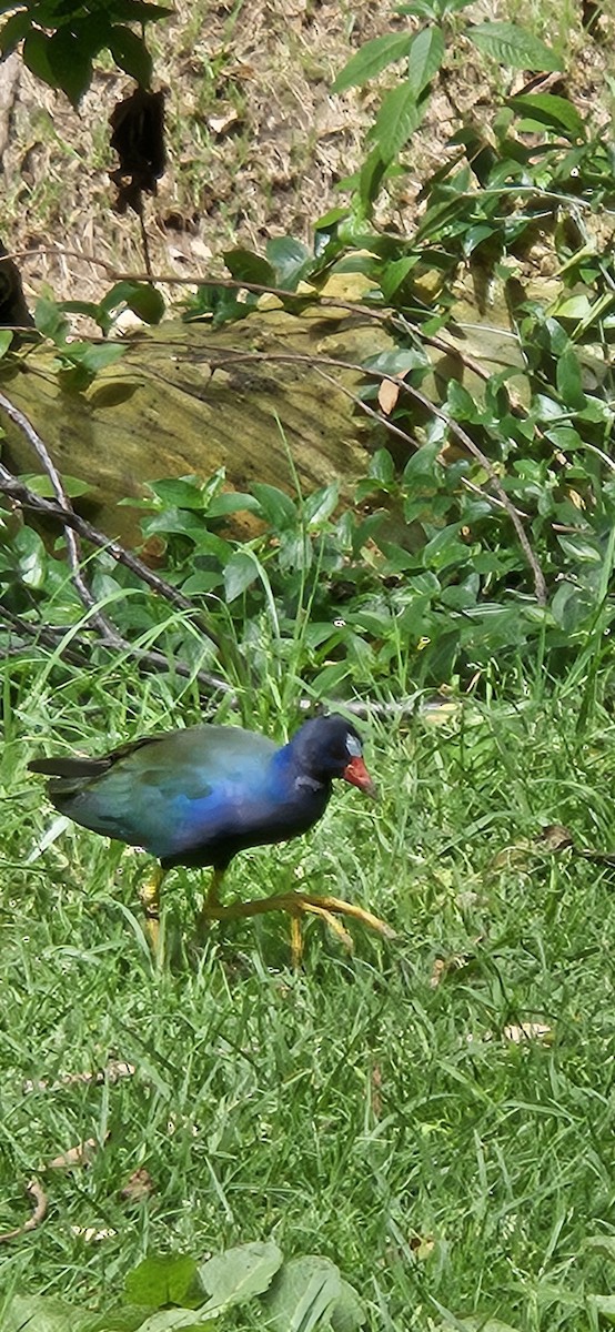 Purple Gallinule - ML639045275