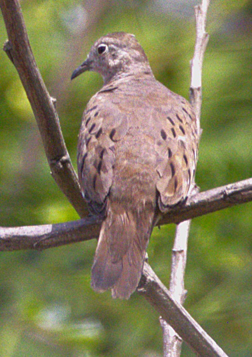 Inca Dove - ML639045285