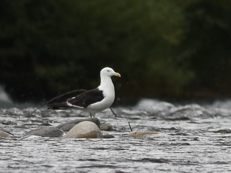 Kelp Gull - ML639045287
