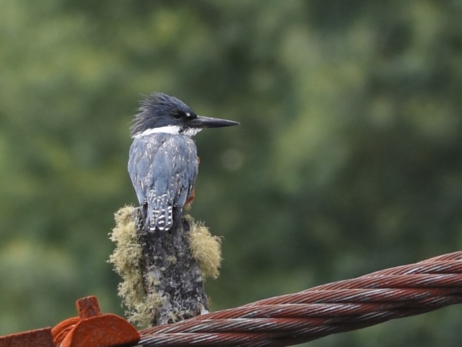 Ringed Kingfisher - ML639045307