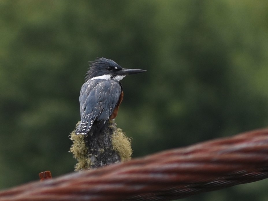 Ringed Kingfisher - ML639045321