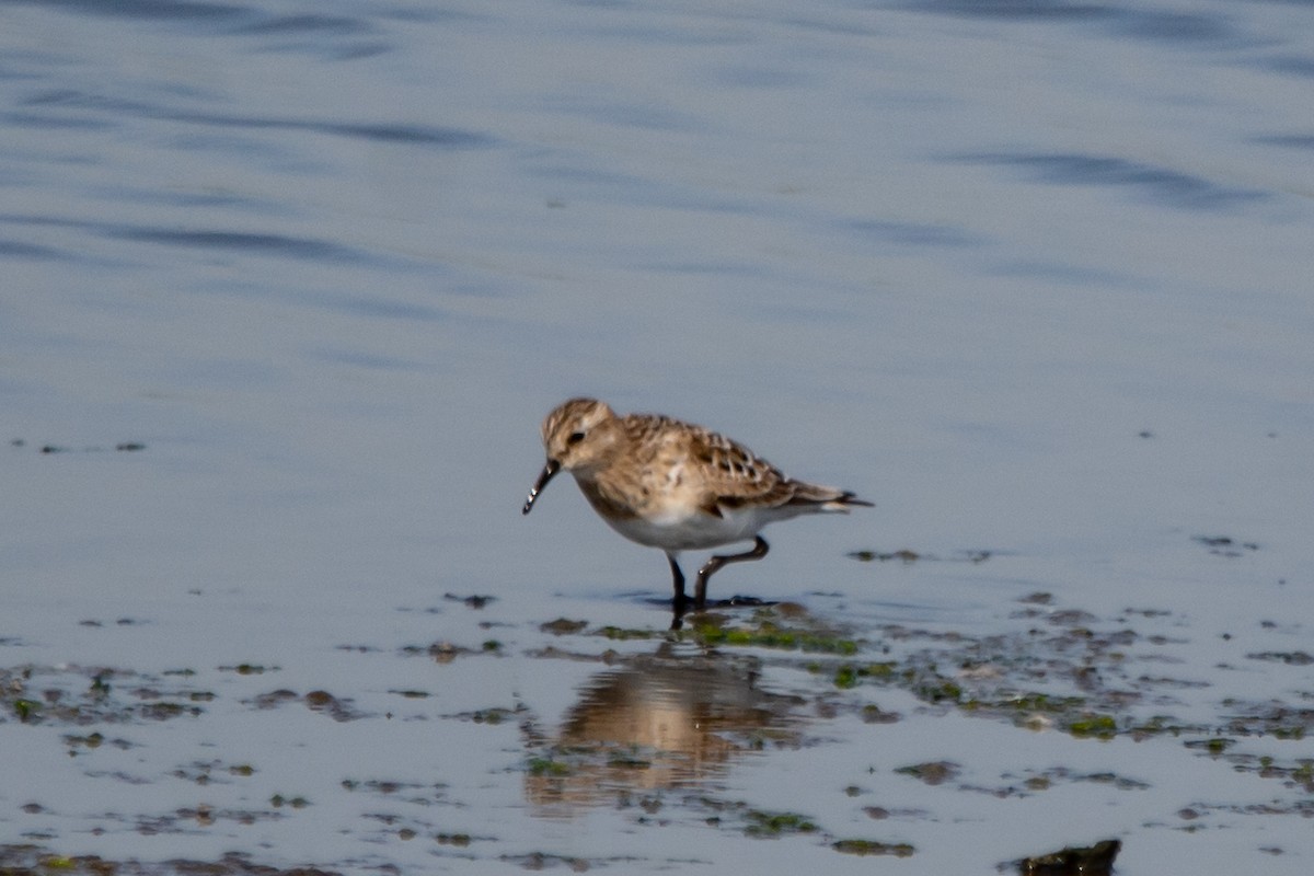 Байрдийн элсэг - ML639045337