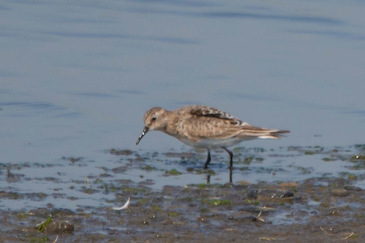 Байрдийн элсэг - ML639045338