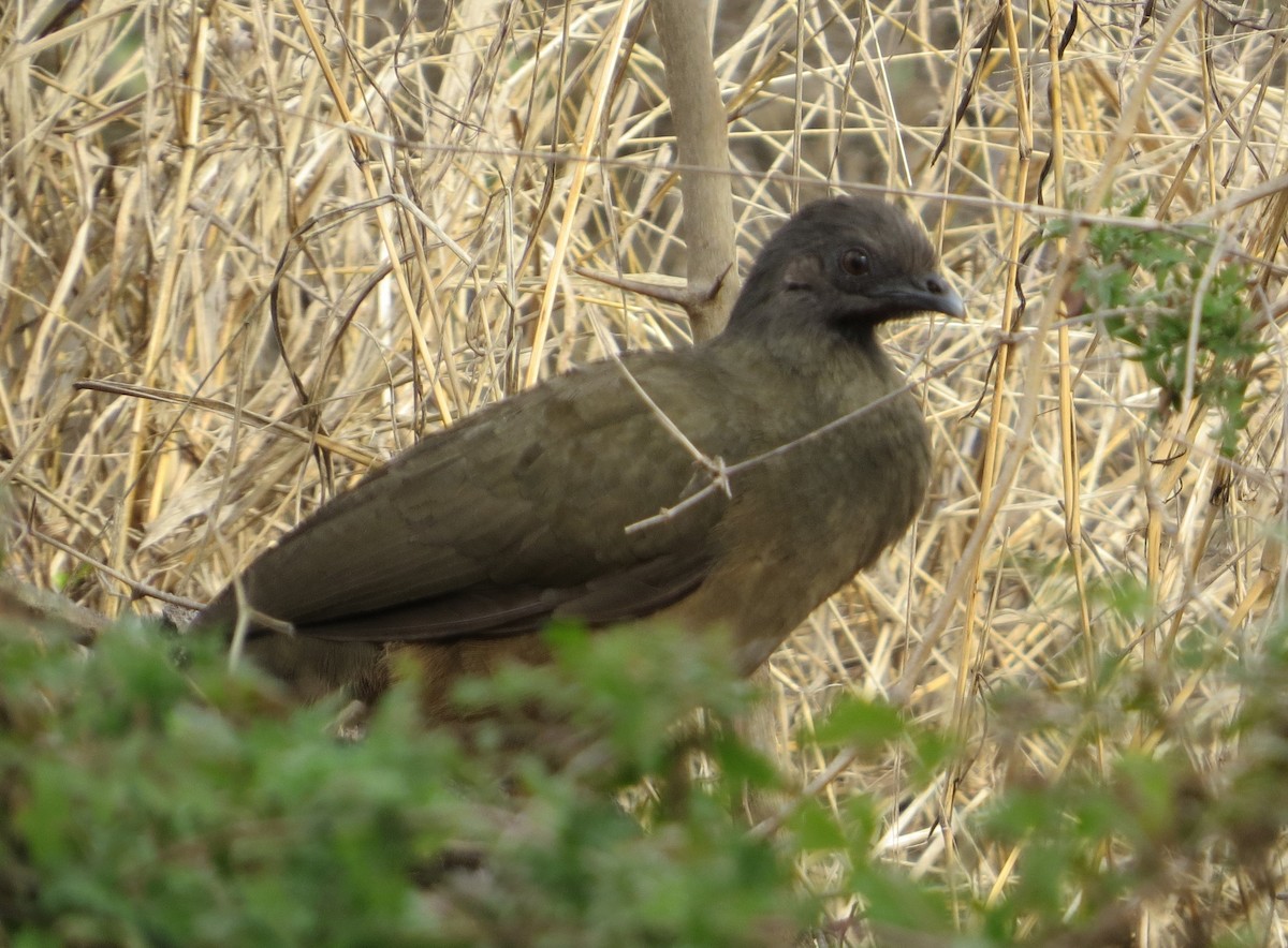 Plain Chachalaca - ML639045342