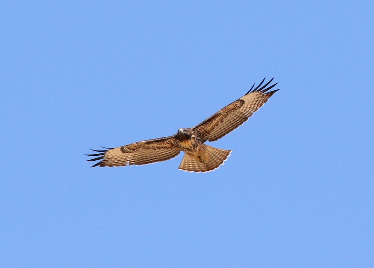 Red-tailed Hawk - ML639045344