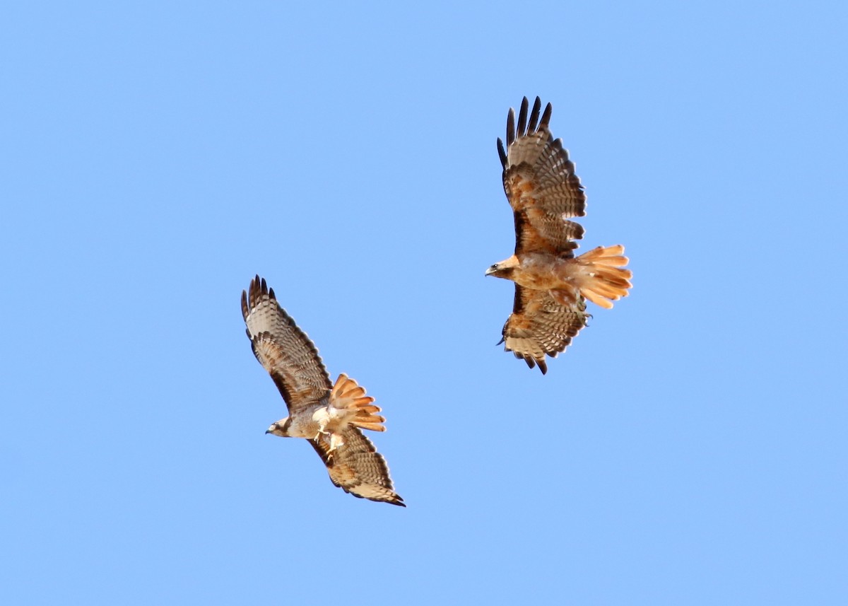 Red-tailed Hawk - ML639045345