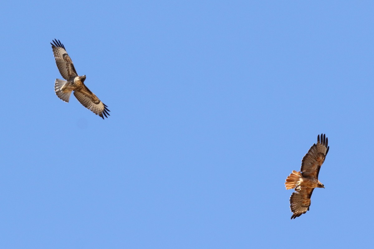 Red-tailed Hawk - ML639045346