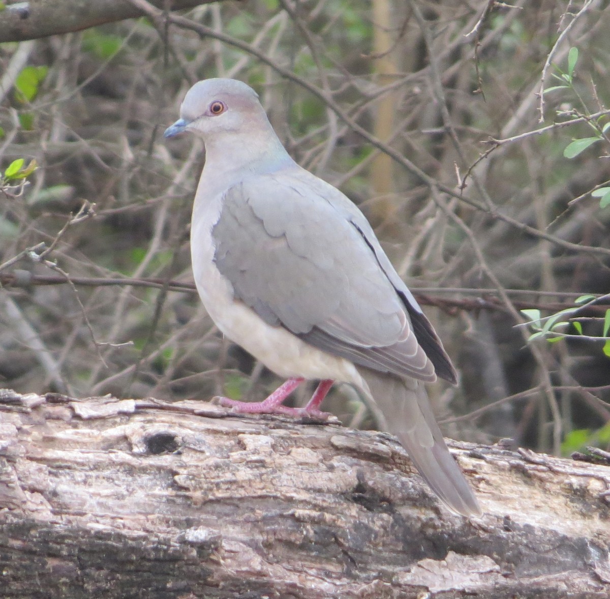 White-tipped Dove - ML639045348
