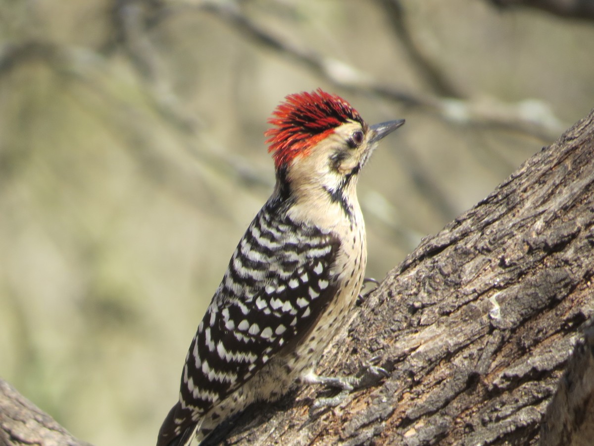 Ladder-backed Woodpecker - ML639045368