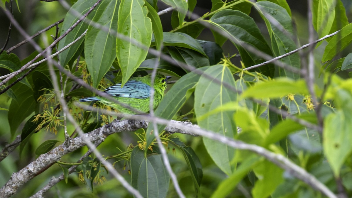 Dotted Tanager - ML639045374