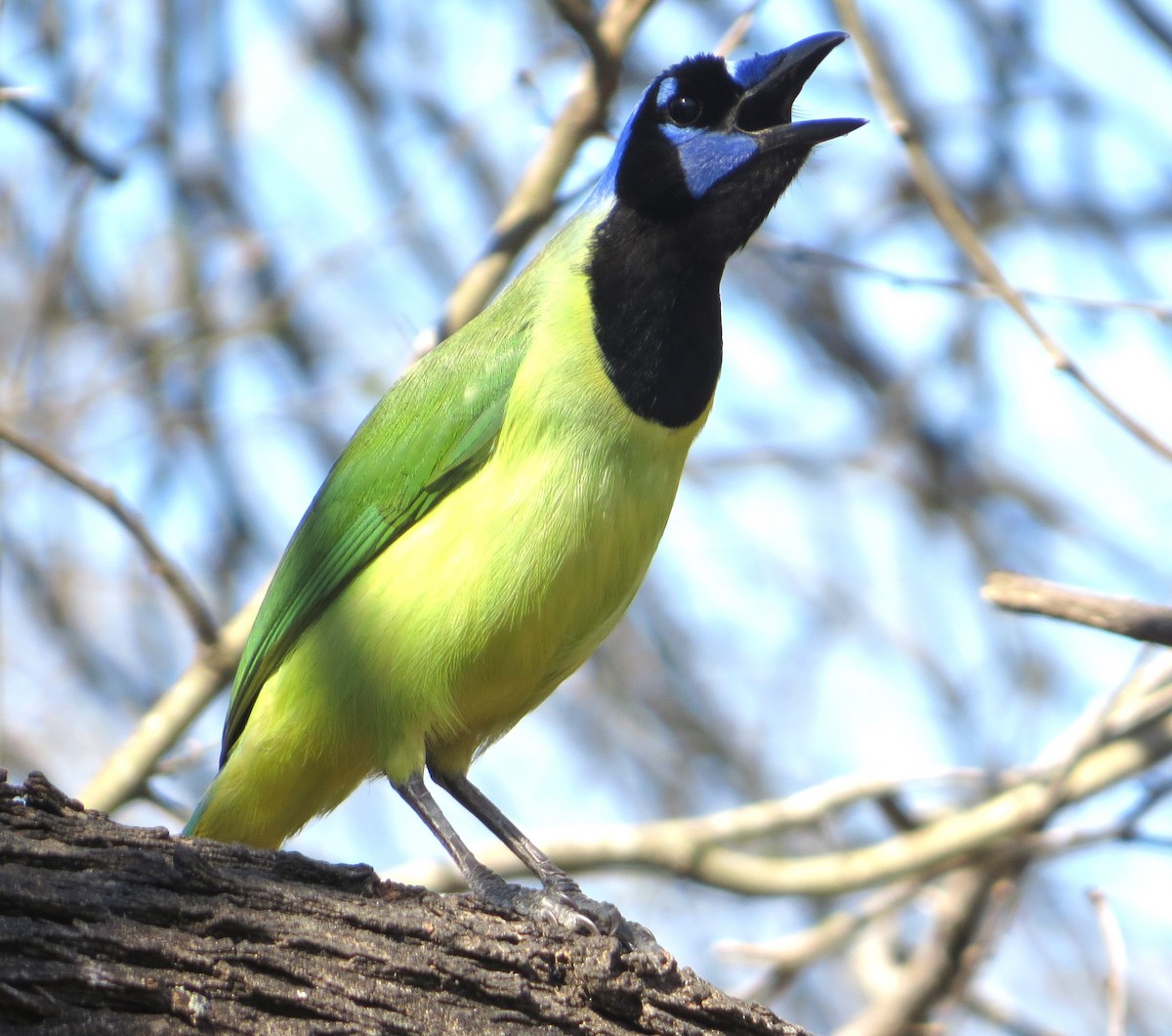 Green Jay - ML639045378
