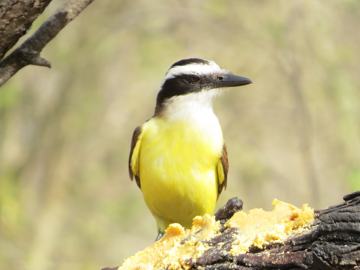 Great Kiskadee - ML639045386