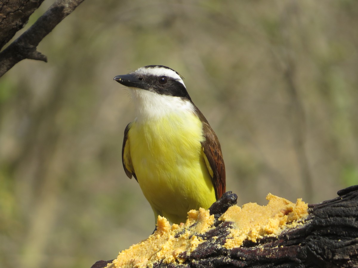Great Kiskadee - ML639045387