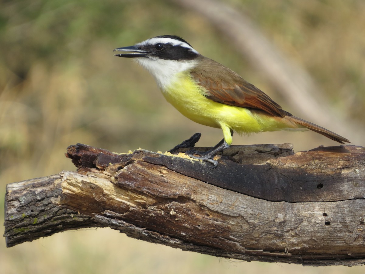 Great Kiskadee - ML639045388