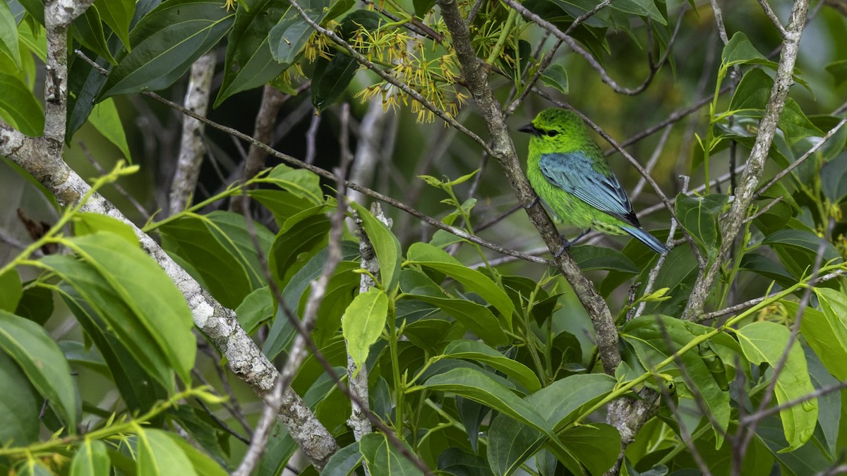 Dotted Tanager - ML639045400