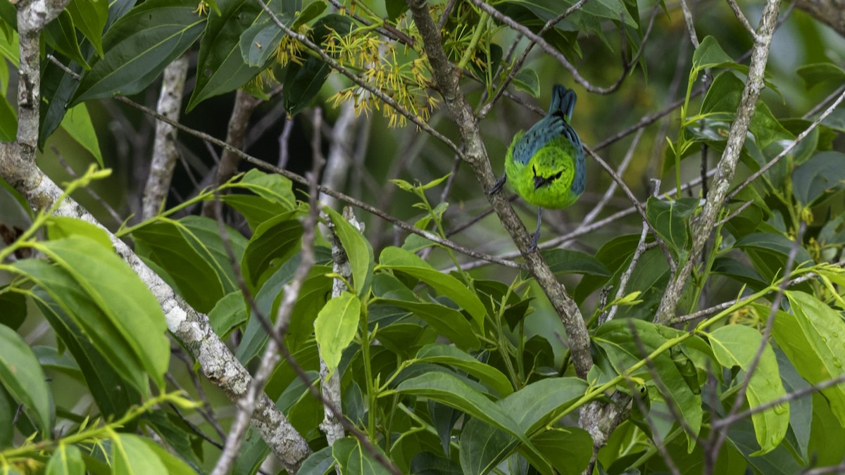 Dotted Tanager - ML639045401