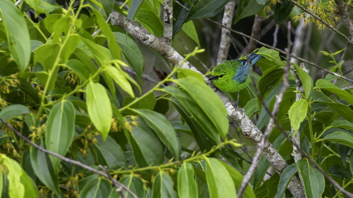 Dotted Tanager - ML639045405