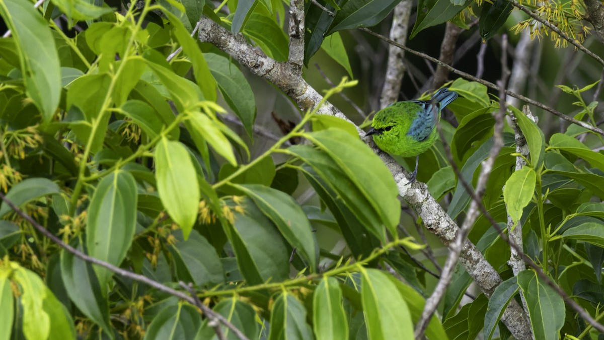 Dotted Tanager - ML639045406